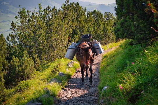 Mule walking along a mountain path carrying metal milk churns, Ebenalp, Appenzell Alps, Switzerland