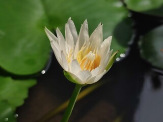 white water lily