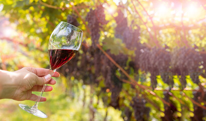 A glass of red wine in a woman's hand, against the backdrop of a vineyard with a ripe juicy...