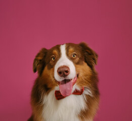 Concept of pet looks like person. Happy Brown Australian Shepherd dog wears red bow tie. Close-up portrait on pink background. Greeting card with copy space.