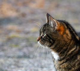 Cat outside in autumn