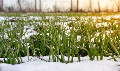 Green sprouts of wheat grow in the field from under the snow