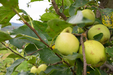 Apple orchard. Picture of ripe apples in the garden ready for harvest, morning shot. High quality photo