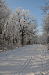 skiing in the winter forest