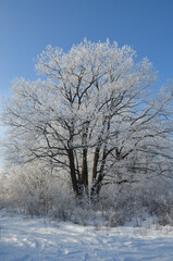 Landscapes of the winter forest. Frost on tree branches