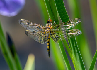 Female Calico Pennant on Wetland Grass