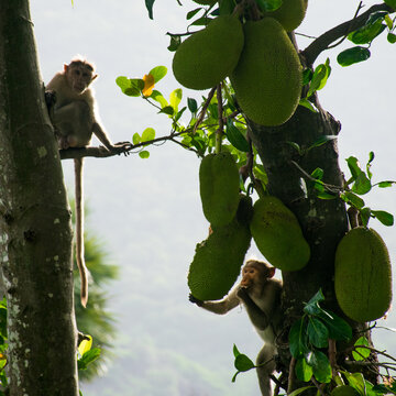 monkey wild animal food jack fruit 