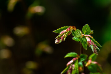 New birch leaves in spring
