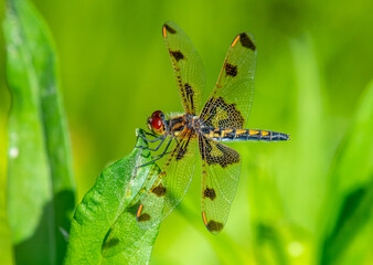 Female Calico Pennant on Wetland Grass
