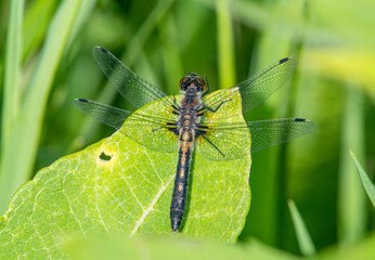 Female Frosted Whiteface Dragonfly on Wetland Vegetation