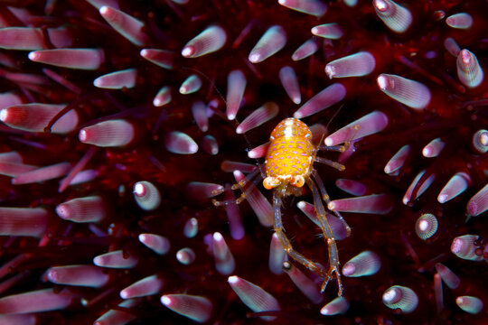 Peque&ntilde;o cangrejo Galatea refugiado entre puas de erizo de mar