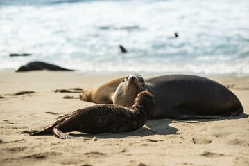 island sea lion on the beach