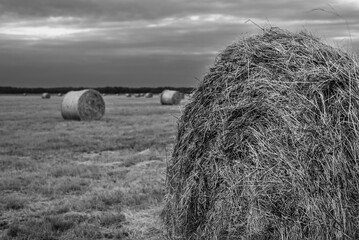 hey rolls in beautiful wide green fields on sunset