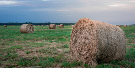 hey rolls in beautiful wide green fields on sunset