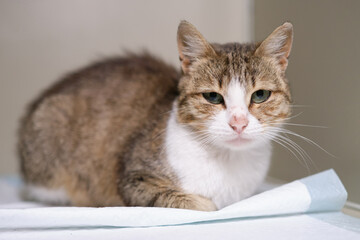 Fototapeta premium Cat sitting in the veterinary box. Stray cat in the animal hospital. High quality photo