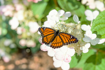 Fototapeta na wymiar Beautiful Viceroy butterfly on hydrangea flowers in a fall garden.