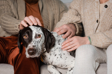 Cropped view of blurred couple petting dalmatian dog on couch.