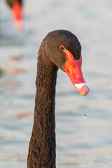 Black Swan (Cygnus atratus) head close up in the water