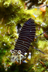Camarón avispa