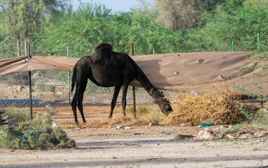Black Dromedary camels (Camelus dromedarius) eating trees in the United Arab Emirates desert sand.