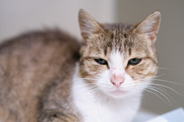 Obraz premium Cat sitting in the veterinary box. Stray cat in the animal hospital. High quality photo