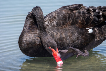 Black Swan (Cygnus atratus) close up in the water
