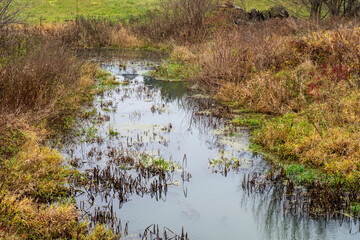 A stream among grasses and trees on a gloomy autumn day. Autumn.