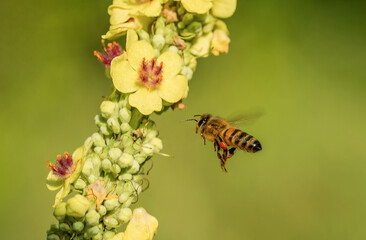 Piękna latająca pszczoła na zielonej łące wśród żółtych kwiatów - obrazy, fototapety, plakaty