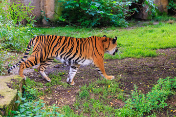 The tiger walks in search. Background with selective focus and copy space