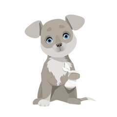 Small gray dog with a paw wrapped in a white bandage