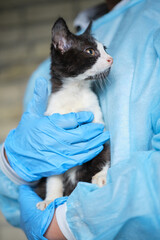 small kitten in the hands of a doctor. Stray cat in the animal hospital. High quality photo