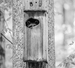 peeking  out raccoon 