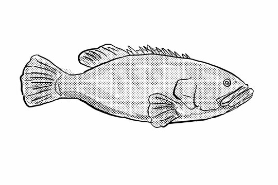 Giant Grouper Epinephelus lanceolatus Hawaii Fish Cartoon Drawing Halftone Black and White