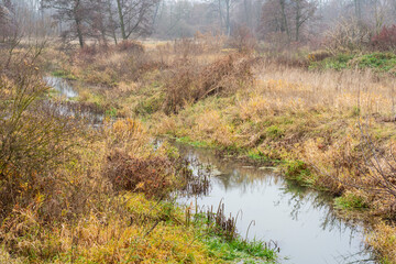 A stream among grasses and trees on a gloomy autumn day. Autumn.