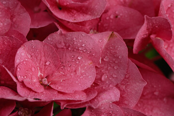 Hydrangea macrophylla, large-leaved pink hydrangea, close-up with dew drops