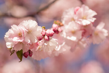 Fototapeta na wymiar Cherry blossoms (Sakura) in Stockholm