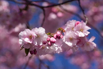 Cherry blossoms (Sakura) in Stockholm
