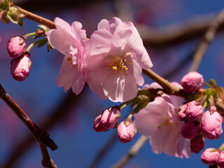 Cherry blossoms (Sakura) in Stockholm