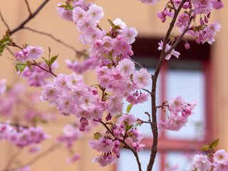 Sakura tree in blooming at Stockholm 