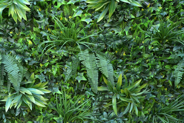 Wallpaper. Juicy  green bush. Autumn