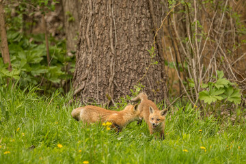 red fox in the grass