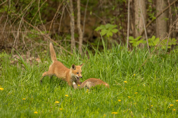 red fox cub