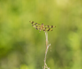 dragonfly on a leaf