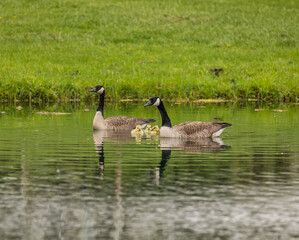 country goose on a pond