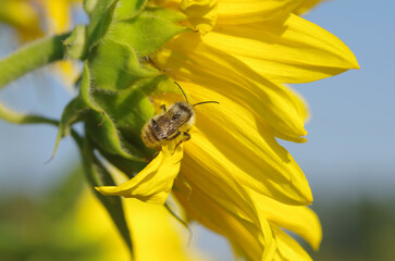 An insect on a sunflower.