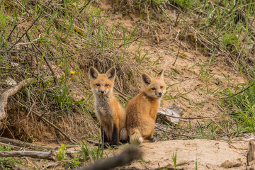 red fox cubs