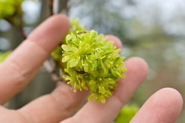 A child's hand holding a new tree bloom in a garden, with pedals and stems giving off brilliant yellow and green