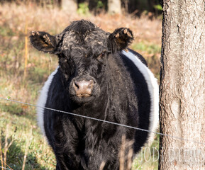 Fototapeta premium black and white cow