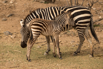Obraz na płótnie Canvas momma and baby zebra