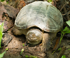 turtle on the ground